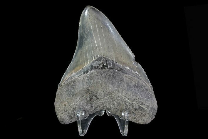 Serrated, Fossil Megalodon Tooth - Huge Root #75258